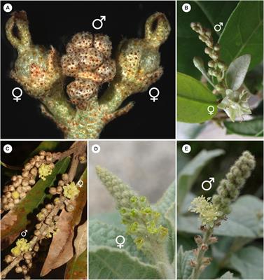 Divergent Developmental Pathways Among Staminate and Pistillate Flowers of Some Unusual Croton (Euphorbiaceae)